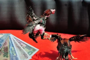 Bí Kíp Chơi Đá Gà Sabong Tại Fun88 Với Chiến Lược Thực Chiến Hiệu Quả Cao